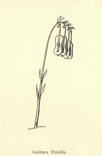 Guittara Pensilis by Edward Lear